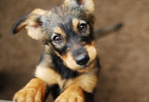 agora-skylou-YBg8V1XJQJfG1E8Q Σκύλοι βοηθείας